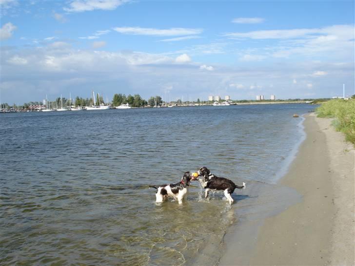 Engelsk springer spaniel Lady - Min lillebror får den ikke billede 17