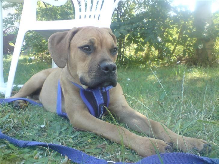 Blanding af racer Tyson billede 13