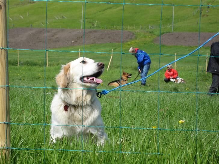 Golden retriever Bella billede 18