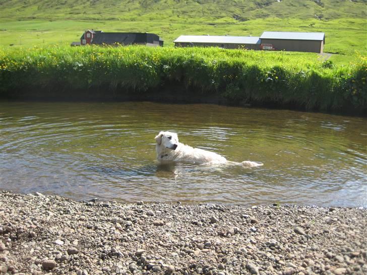 Golden retriever Bella billede 19