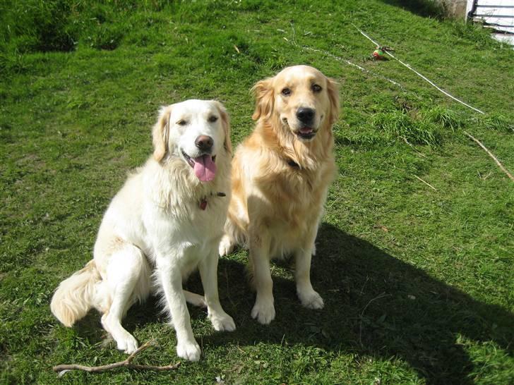 Golden retriever Bella billede 20