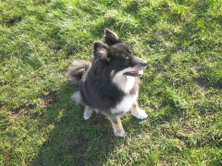 Islandsk fårehund Geysir's Gaska billede 1