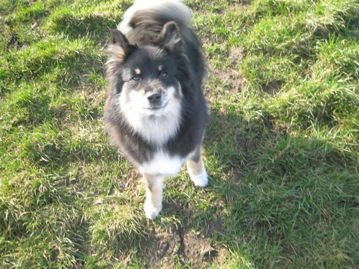 Islandsk fårehund Geysir's Gaska billede 2