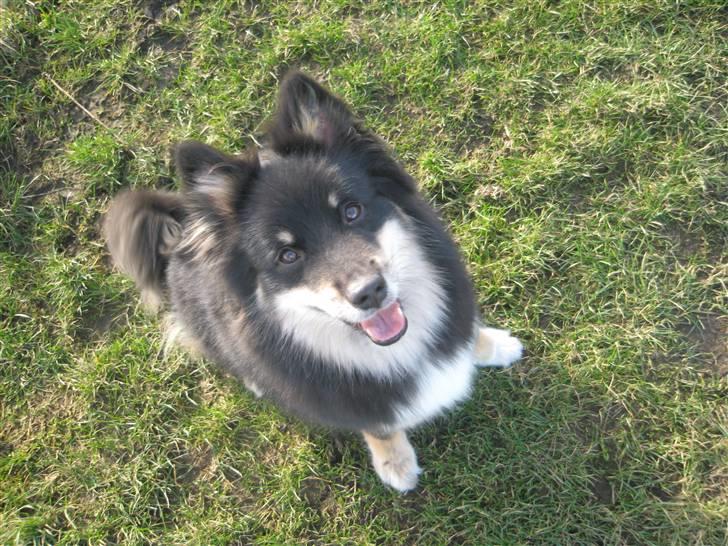 Islandsk fårehund Geysir's Gaska billede 3