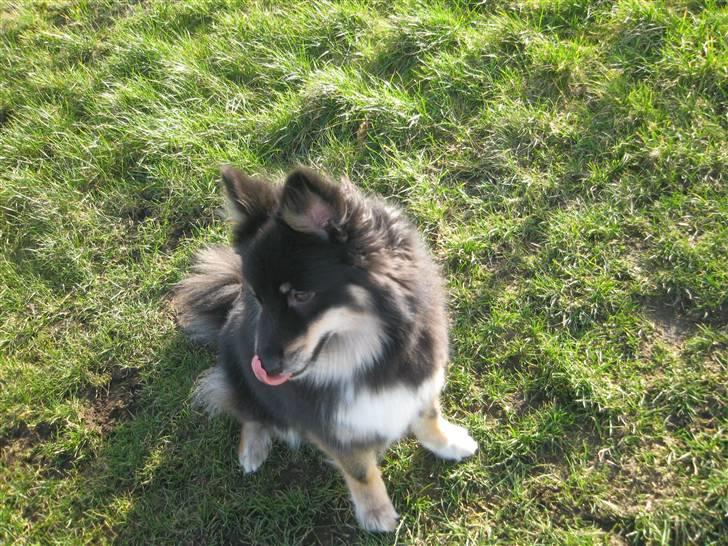 Islandsk fårehund Geysir's Gaska billede 4