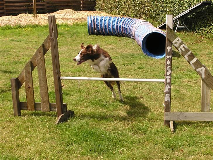 Border collie Asasara Du Er Prima - Prima træner agility hjemme i haven.  Juli 2008 billede 11