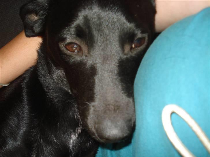 Blanding af racer Julius Von basse "Basse" - Putte trold billede 1