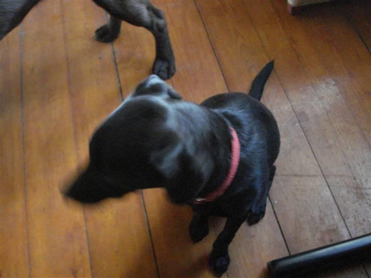 Blanding af racer Julius Von basse "Basse" - Sidder lige her. billede 2