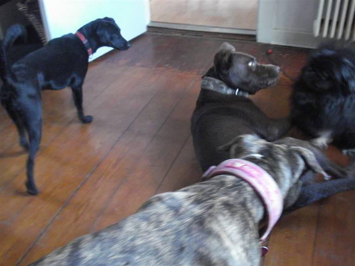 Blanding af racer Julius Von basse "Basse" - Sammen med mine legekammerater. billede 3