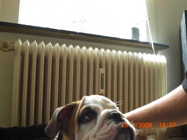 Engelsk bulldog Jørgen billede 6