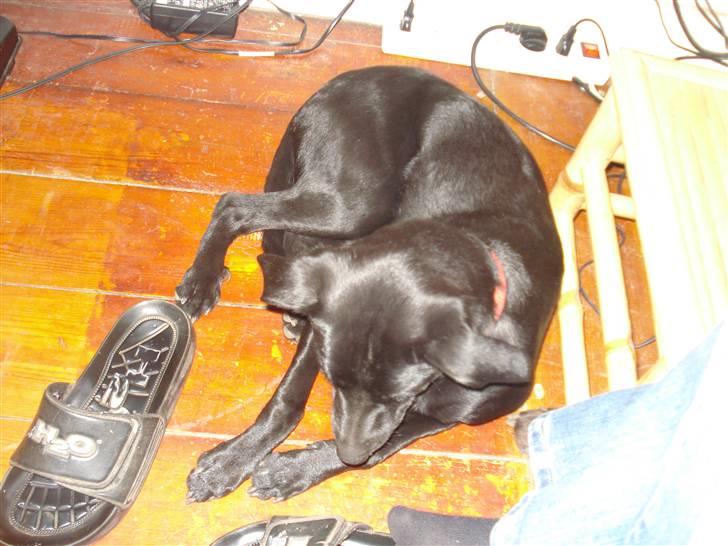 Blanding af racer Julius Von basse "Basse" - Ligger lige under com bordet. billede 4