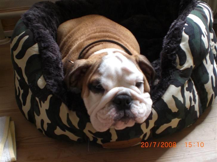 Engelsk bulldog Jørgen billede 7