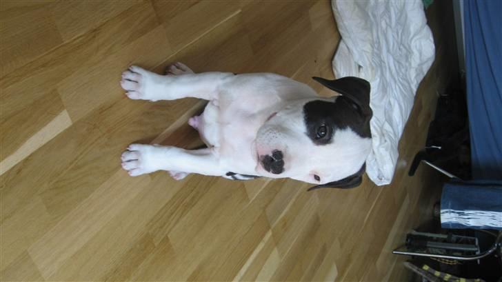 Amerikansk staffordshire terrier Cæser R.I.P billede 6