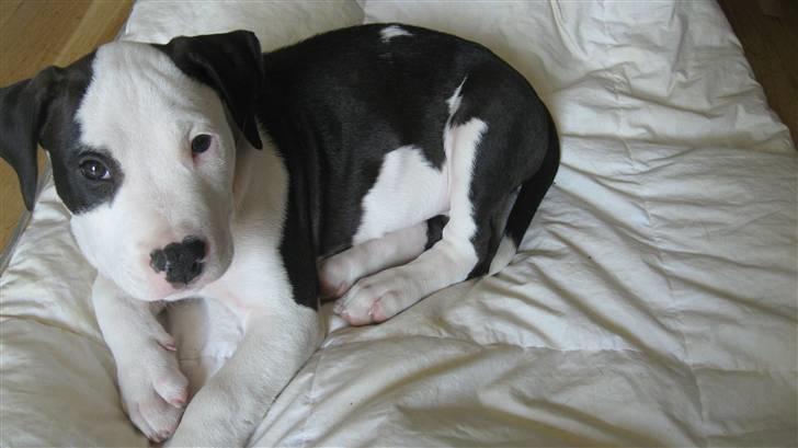 Amerikansk staffordshire terrier Cæser R.I.P billede 7