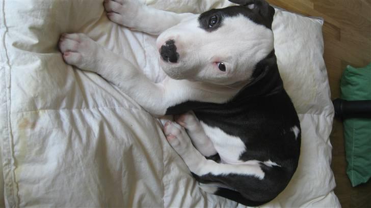 Amerikansk staffordshire terrier Cæser R.I.P billede 8