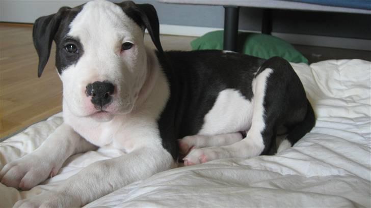 Amerikansk staffordshire terrier Cæser R.I.P billede 9