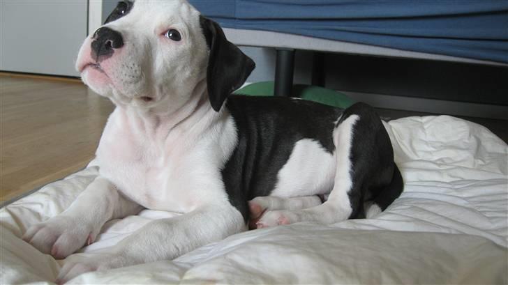 Amerikansk staffordshire terrier Cæser R.I.P billede 10