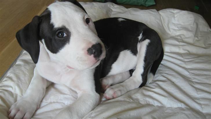 Amerikansk staffordshire terrier Cæser R.I.P billede 11