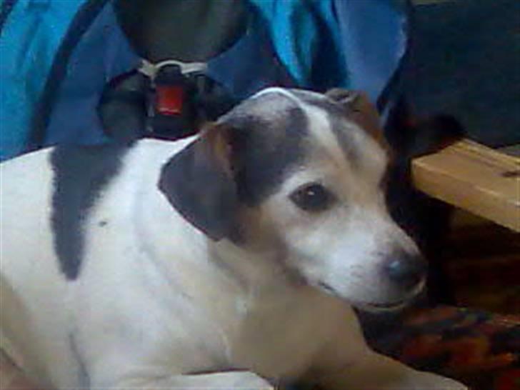 Dansk svensk gaardhund Buller  R.I.P  billede 1