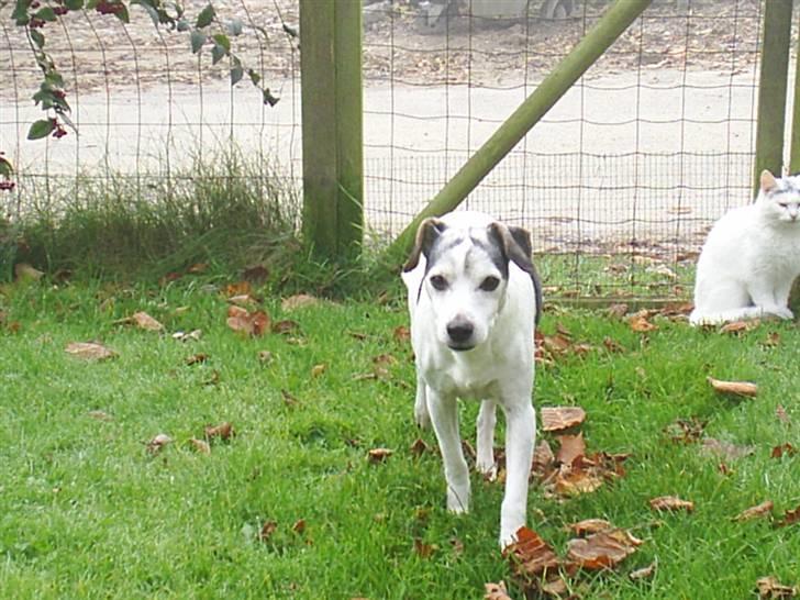 Dansk svensk gaardhund Buller  R.I.P  billede 2