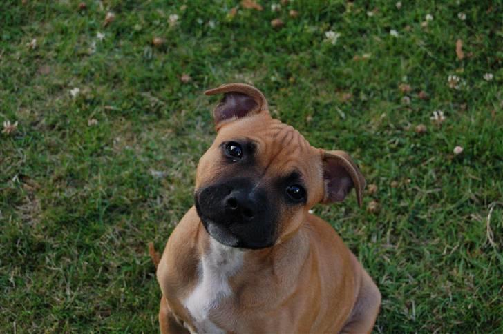 Staffordshire bull terrier Solo billede 13