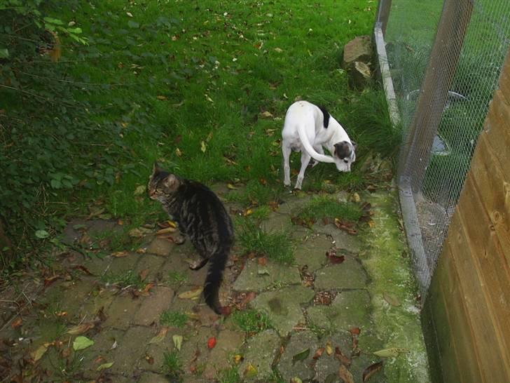 Dansk svensk gaardhund Buller  R.I.P  billede 3