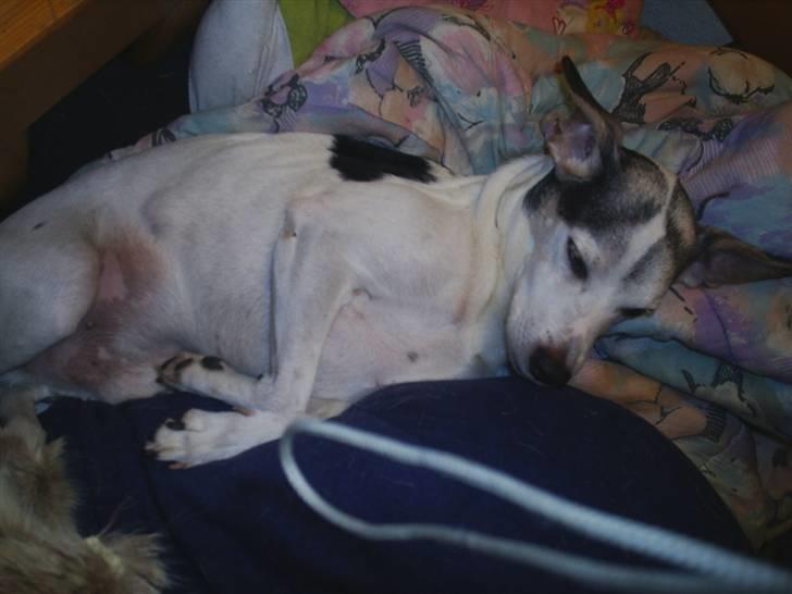 Dansk svensk gaardhund Buller  R.I.P  billede 4