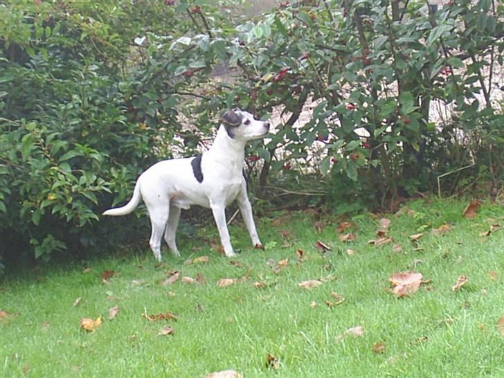 Dansk svensk gaardhund Buller  R.I.P  billede 5