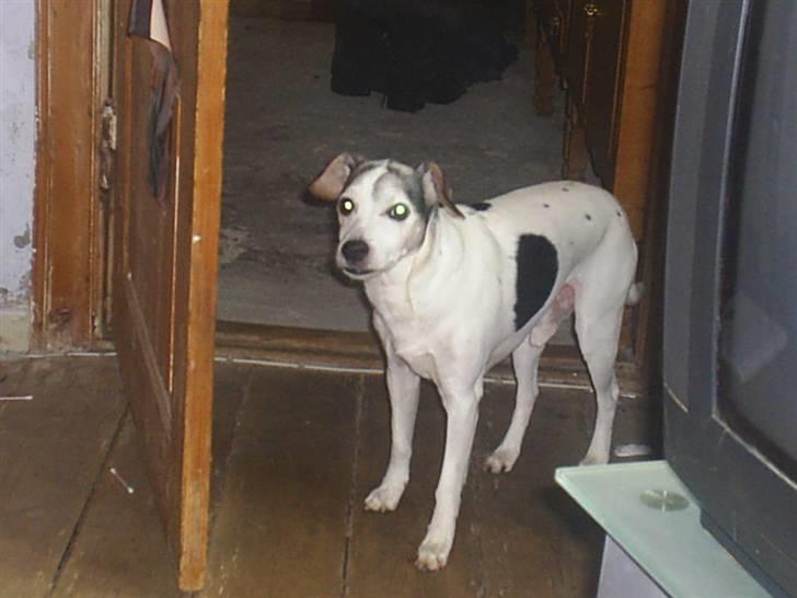 Dansk svensk gaardhund Buller  R.I.P  billede 6