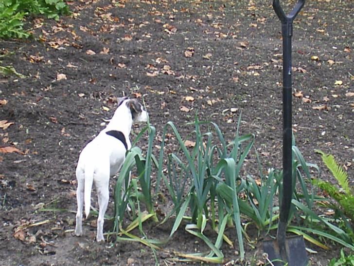 Dansk svensk gaardhund Buller  R.I.P  billede 7