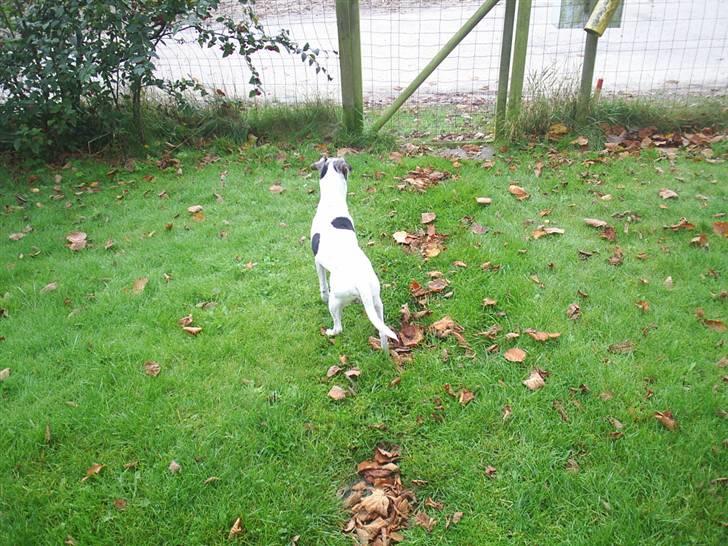 Dansk svensk gaardhund Buller  R.I.P  billede 8