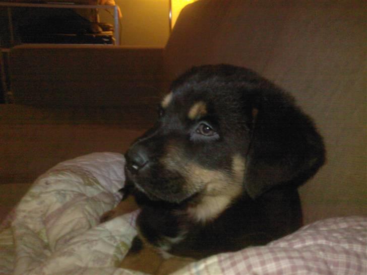 Blanding af racer Bailey <3 - da var jeg kun en lille baby billede 1