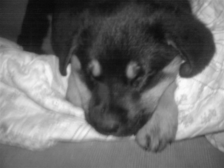 Blanding af racer Bailey <3 - det er hårdt at være lille billede 2