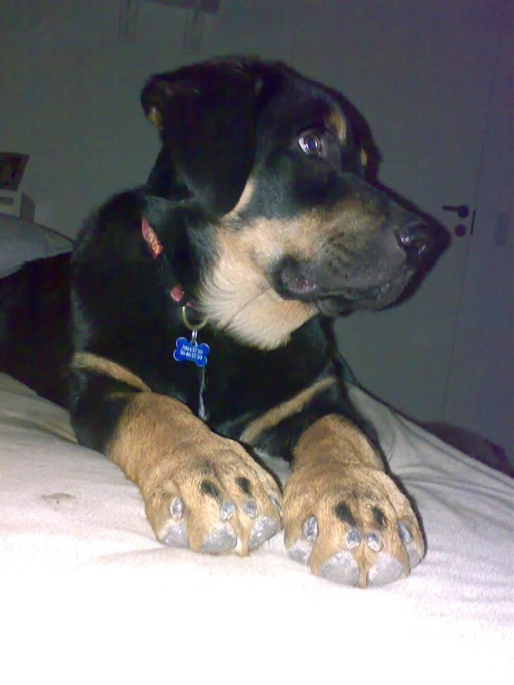 Blanding af racer Bailey <3 - hvor ser jeg stor ud her billede 3