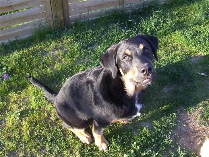 Blanding af racer Bailey <3 - jeg kan godt lide at få taget billeder billede 4