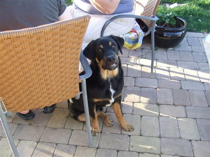 Blanding af racer Bailey <3 - jeg holder mig gerne til ved grillen =o) billede 5