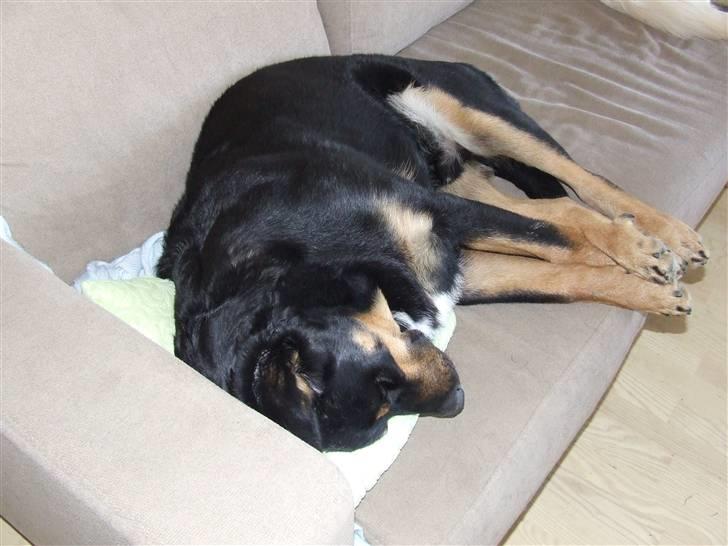 Blanding af racer Bailey <3 - Nøj hvor er jeg træt billede 6