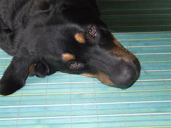 Blanding af racer Bailey <3 - tit tit billede 7