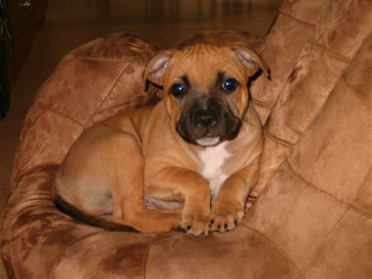 Staffordshire bull terrier Solo billede 14