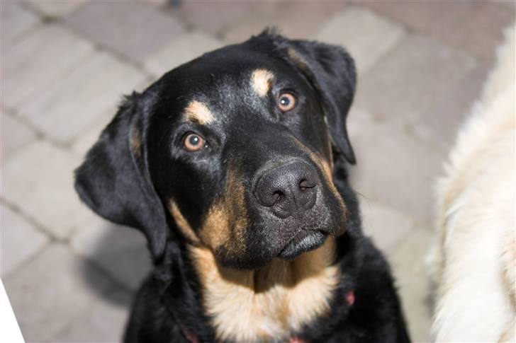 Blanding af racer Bailey <3 - er jeg ikke bare smuk billede 8