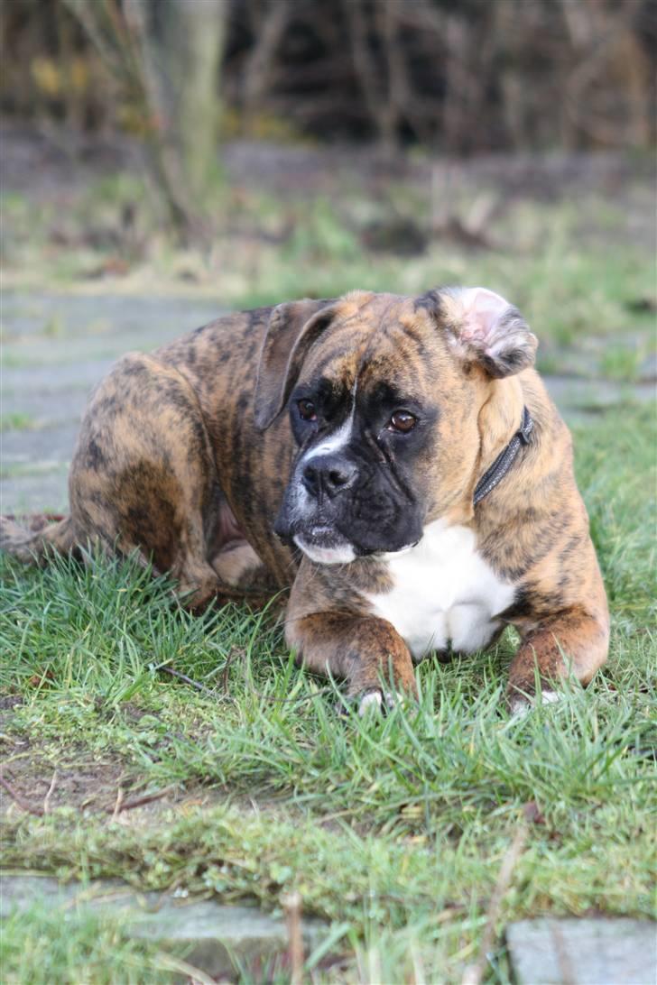 Boxer Coco Chanel - 24 dec. 2008 billede 12