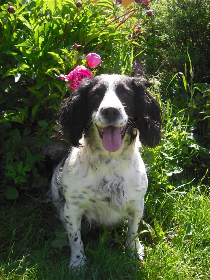 Field Trial spaniel ina <33 forever<33 - hvor er du kær skat billede 9