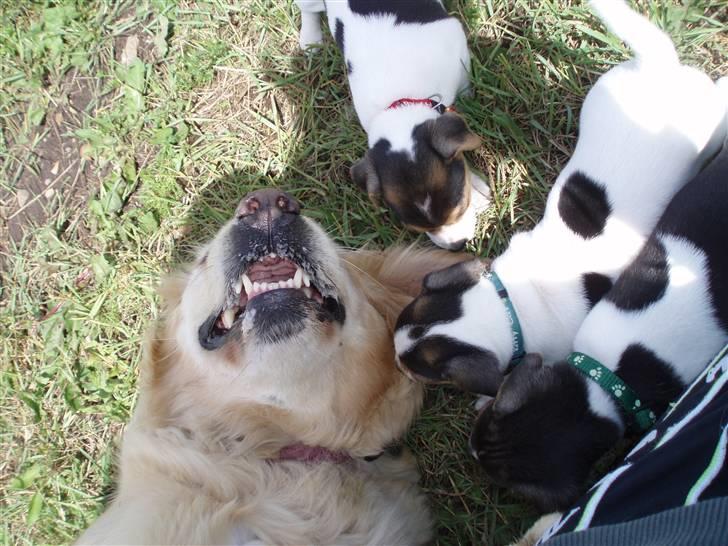 Golden retriever Caseih - Caseih som legetante for jack russell hvalpe :0) billede 10