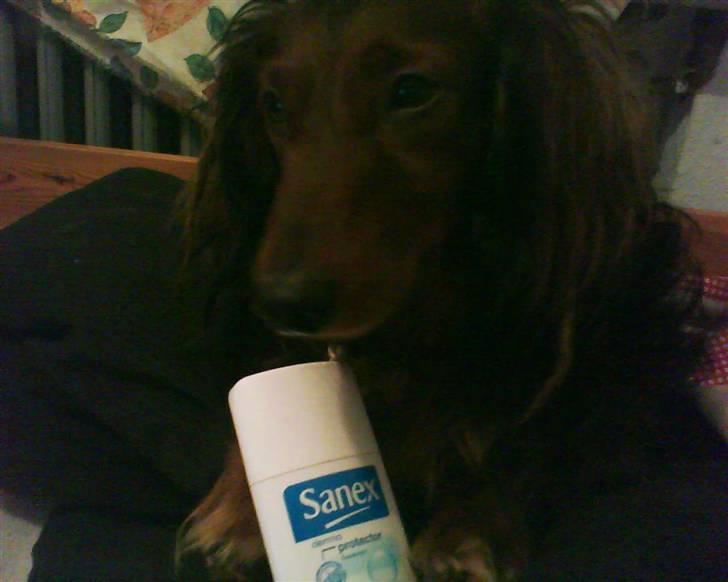 Gravhund basse - jeg er en meget ren hund :D kommer så damer :P  billede 9