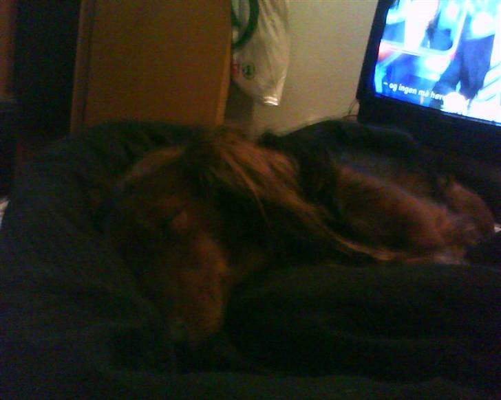 Gravhund basse - lad mig nu sove i fred  billede 10