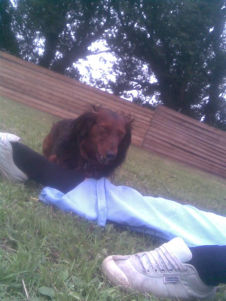 Gravhund basse - arr jeg æder hendes ben :D  billede 11