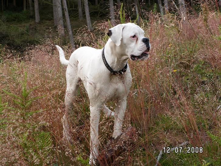 Boxer Aslan billede 15