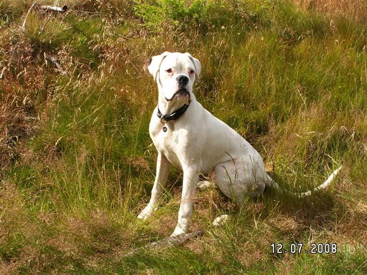 Boxer Aslan billede 16