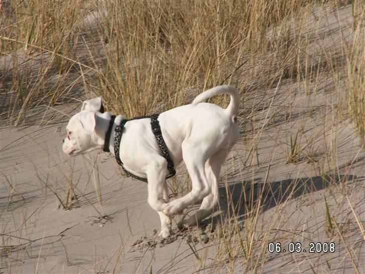 Boxer Aslan billede 17