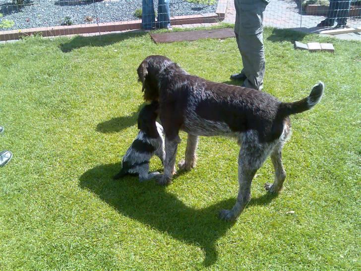 Ruhåret hønsehund Beth - Her er min far, han skulle lige sige farvel og på gensyn. billede 5